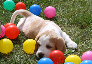 Blonder Beagle spielt mit ball